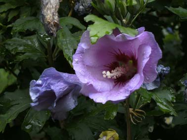 violette Wicken Blüte